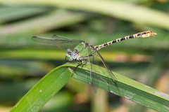 Erpetogomphus crotalinus
