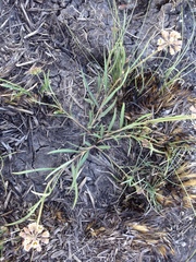 Cordylogyne globosa