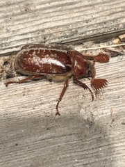 Polyphylla variolosa