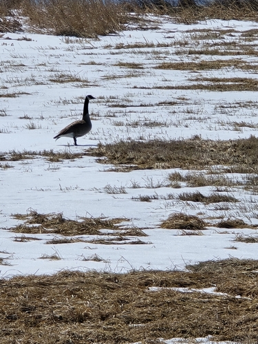 Canada Goose photographed in North Dakota