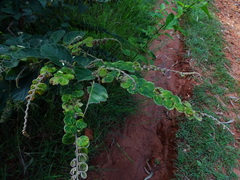 Phyllodium pulchellum