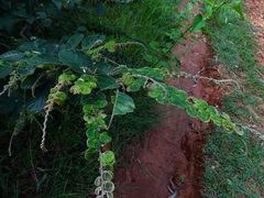 Phyllodium pulchellum