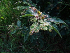 Phyllodium pulchellum