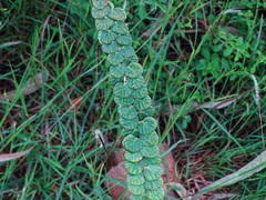 Phyllodium pulchellum