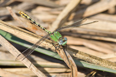 Erpetogomphus crotalinus