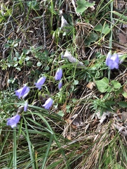 Campanula cespitosa