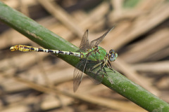 Erpetogomphus crotalinus