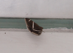 Bastilla arctotaenia