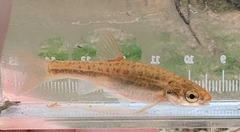 Mountain Redbelly Dace photo 4