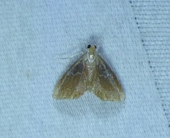 Glaphyriinae