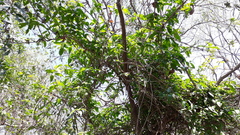 Vallaris