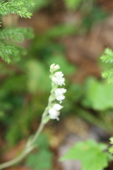 Goodyera