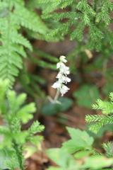 Goodyera