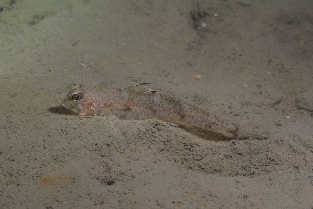 Four-spotted Goby