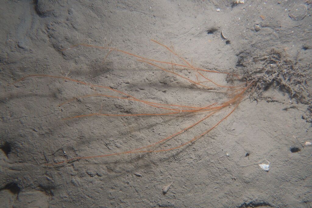 Aglaophenia elongata