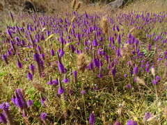 Pogostemon deccanensis