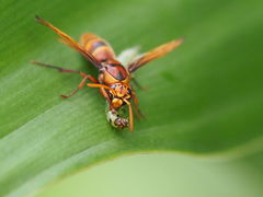 Rhynchium