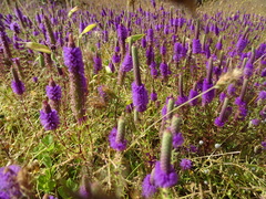 Pogostemon deccanensis