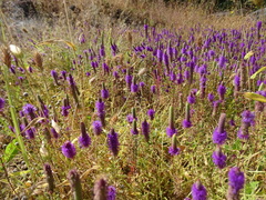 Pogostemon deccanensis