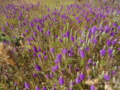 Pogostemon deccanensis