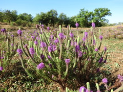 Pogostemon deccanensis