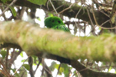 Calyptomena whiteheadi