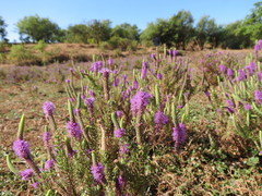 Pogostemon deccanensis