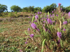 Pogostemon deccanensis