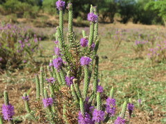 Pogostemon deccanensis