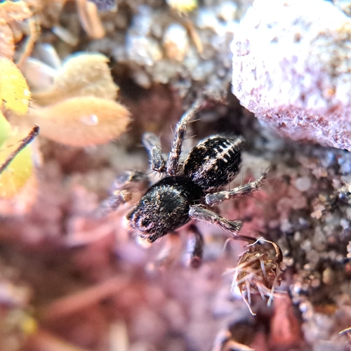 V-Signed Jumping Spider, 2051 EB Overveen, Netherlands, photo 10 of 10