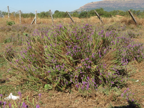 Image of Pogostemon deccanensis by no rights reserved