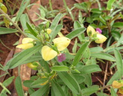 Polygala javana