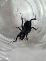 Stenopelmatus minor