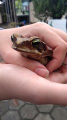 Rhinella crucifer