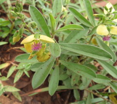 Polygala javana
