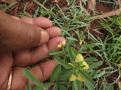 Polygala javana