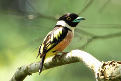 Eurylaimus ochromalus