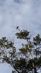 Ramphastos vitellinus