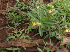 Polygala javana