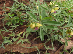 Polygala javana