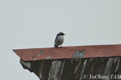 Ficedula westermanni