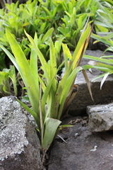Quesnelia seideliana