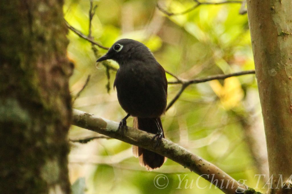 Sunda Laughingthrush photo