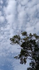 Ramphastos vitellinus