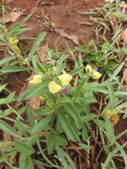 Polygala javana