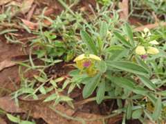 Polygala javana