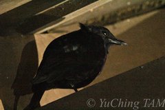 Myophonus borneensis