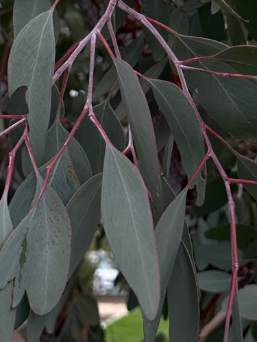 Eucalyptus caesia