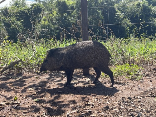 Collared Peccary