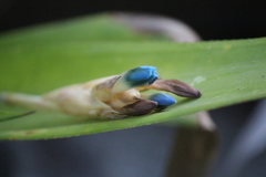 Quesnelia seideliana